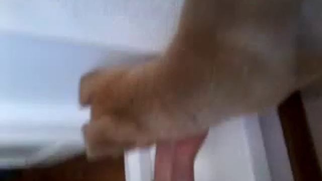 Лапочка 2!!! смотреть онлайн