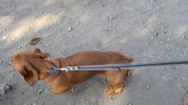 Встреча двух щенков таксы Мальчика и девочки смотреть онлайн