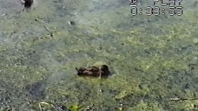 (VHS) Санкт-Петербург смотреть онлайн