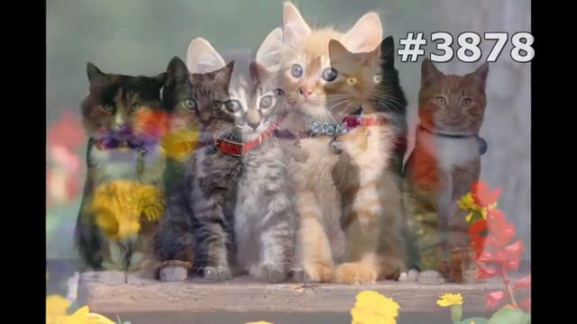#3878. Кошки (В мире животных) смотреть онлайн