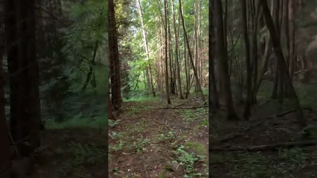 ГРИБЫ В МО. 30.06.21 смотреть онлайн