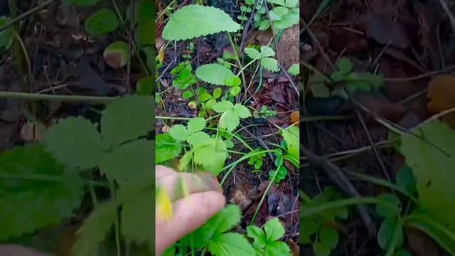ГРИБНИКИ ОБКАШИВАЮТ БЕЛЫЕ ГРИБЫ КОСОЙ!!! Такого НЕ ОЖИДАЛИ! Я в ШОКЕ и ОБМОРОКЕ! Потерял ДАР РЕЧИ! смотреть онлайн