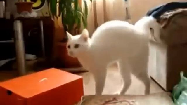 Cat walking on two legs 2 смотреть онлайн