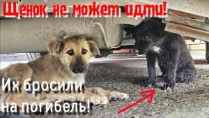 ?Щенки с отлова?? им некуда идти /щенка сбила машина/ брат не отходит от него /help save the pupp