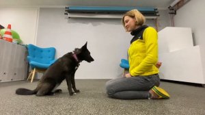 Как научить собаку смотреть вам в глаза?