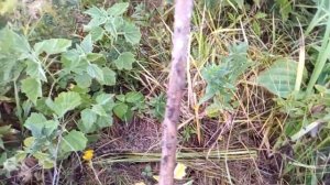 Как правильно посадить черенок пирамидального тополя С.2