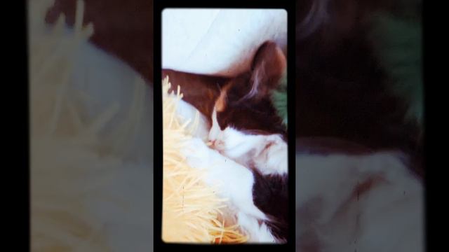 Мурочка спит))Достаем котенка)(во сне) смотреть онлайн