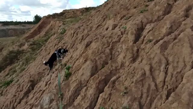 Горный хаски))) смотреть онлайн