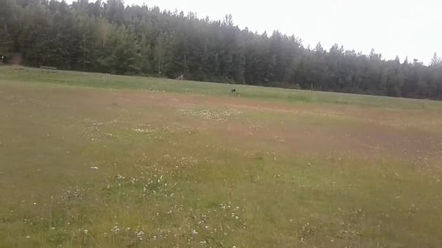 East Siberian Laika vs Husky смотреть онлайн