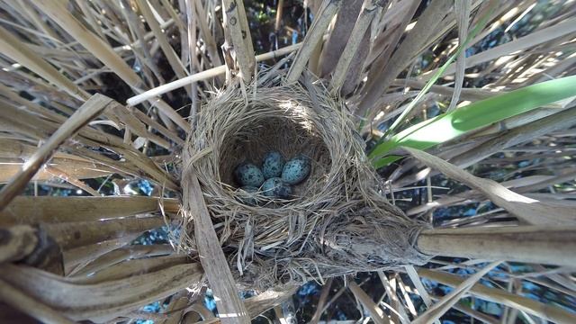 Камышовка дроздовидная 150608 5 у Марковых 17