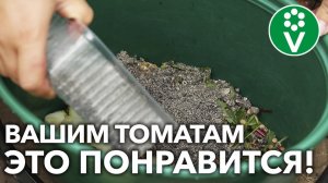 СУПЕРПОДКОРМКА ДЛЯ ТОМАТОВ! ОБЯЗАТЕЛЬНО ПОПРОБУЙТЕ СДЕЛАТЬ ТАК В АВГУСТЕ!