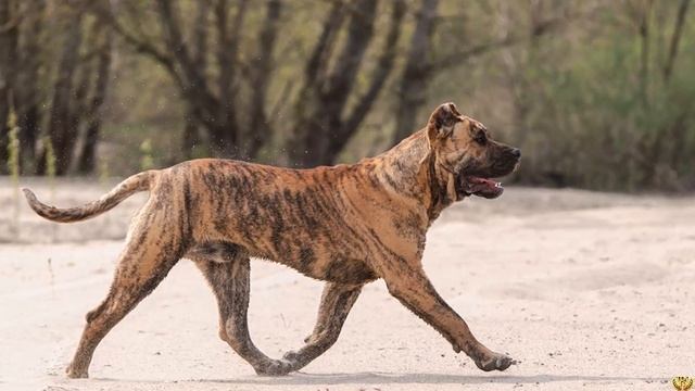 ЭТОТ ПЕС ОПАСНЕЕ ПИТБУЛЯ, В БОЯХ - КАНАРСКИЙ ДОГ