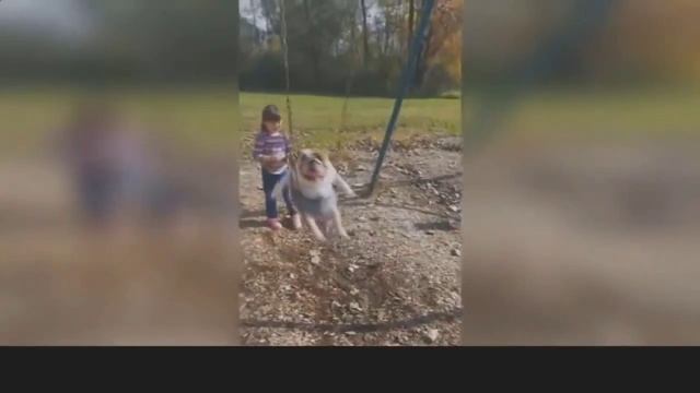 Смешную собаку прокатили на качели! смотреть онлайн