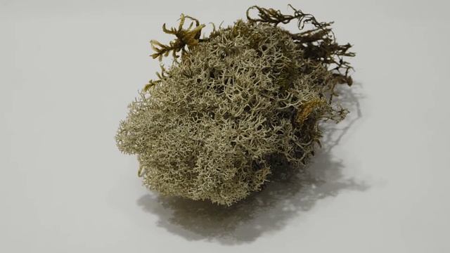 Олений мох, или Ягель (лишайник). Небольшой обзор. смотреть онлайн