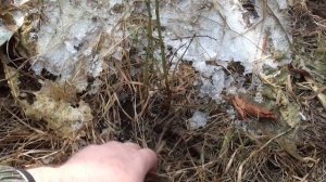 Персик зимует в Сибири. Открываем персик после зимы 2019г.