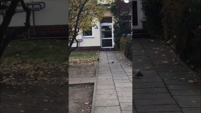 ДВИЖ БЕЗ КРЫШ. Потрачено ?«Сумка?, Паспорт??, Наушники?, Бабки?, Отношения?» MPK мафия? смотреть онлайн