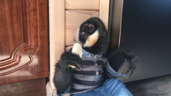 Гиббон Максим (Домашние Макаки)