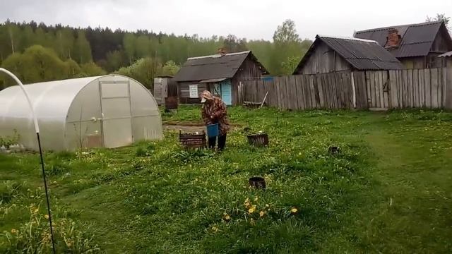 ОПЯТЬ ДОЖДИК.ПОЛИВАЮ РАССАДУ ЯНТАРНОЙ КИСЛОТОЙ. смотреть онлайн