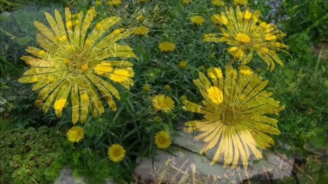Doronicum ДороникумFLS смотреть онлайн