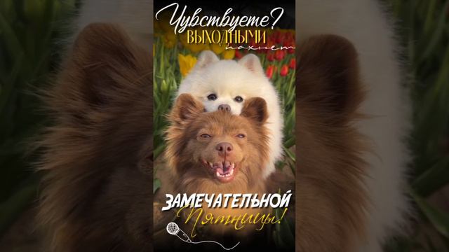 Доброе утро смотреть онлайн