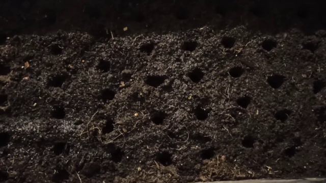 Время высаживать перчик 🌱 смотреть онлайн