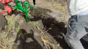 Уборка Раннего  Картофеля мотоблоком с веерной (дельфин) копалкой 20.08.2022