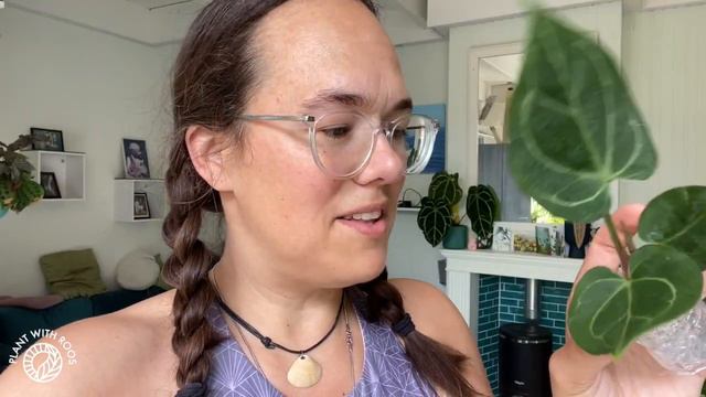 Anthurium hybrid haul ft Kartel Daun | Plant with Roos смотреть онлайн
