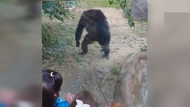 Животные намного умнее,чем мы привыкли о них думать смотреть онлайн