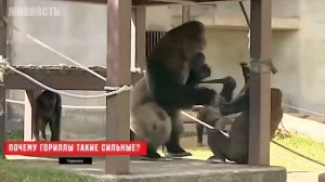 Это Нечто! Сила Гориллы Напугает Вас!
