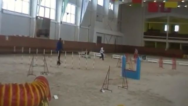 Палеева Екатирина и шнауцер Кеди Джампинг НКП Русь 21 февраля 2015 А3 смотреть онлайн