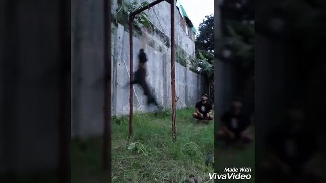 SPORTING PITBULL INDONESIA : The Black Panther [ Chazter Camp_Indonesia ] смотреть онлайн