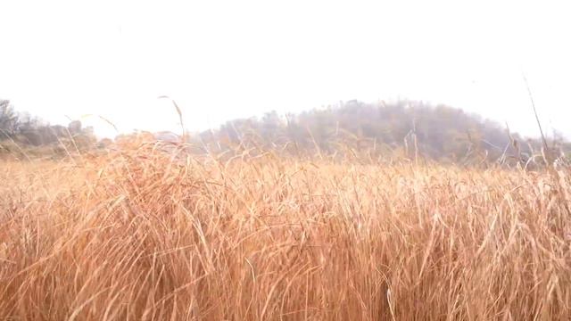 The wobbly sound of reeds(10시간 백색소음),편안한 자연의 소리, 흔들리는 갈대 소리 ASMR, смотреть онлайн