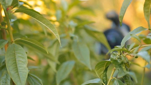This Man Set Up A Camera To Catch His Backyard Thief, And He Couldn't Get Over The Insane Footage смотреть онлайн