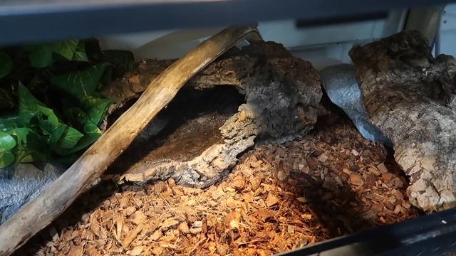 Setting Up 5 Snake Enclosures! | Ball Python Enclosure Makeover смотреть онлайн