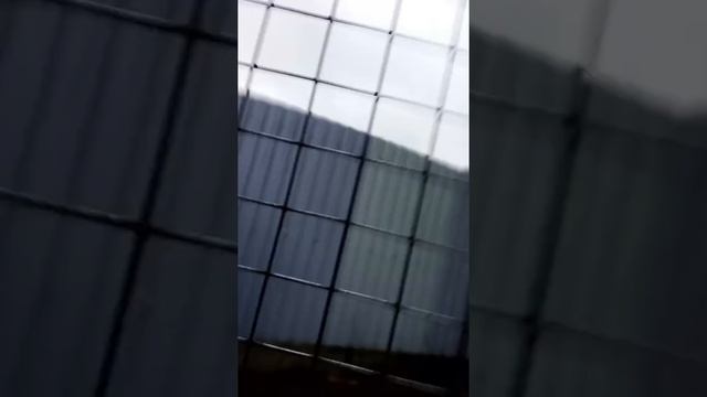 ??Содержание кур зимой в неотапливаемом курятнике??#куры #курица #курятник #курынесушки смотреть онлайн