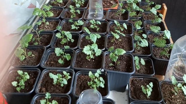 Голубика и Ежевика Инвитро через 1 месяц после высадки в грунт смотреть онлайн