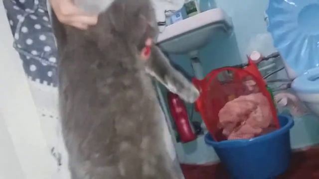 Кот наср..л и не признает))) смотреть онлайн
