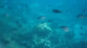 Snorkeling in Red Sea near the Giftun island.