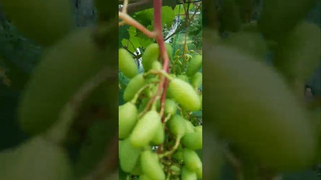 @виноград Преображение, Ландыш, Байконур