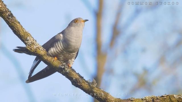 Потрясающее пение птиц. Часть 3 смотреть онлайн