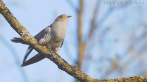 Потрясающее пение птиц. Часть 3