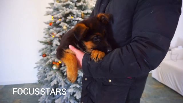 SHEPHERD PUPPIES l ЩЕНОК НЕМЕЦ l ПРОДАЖА l НЕМЕЦКАЯ ОВЧАРКА l GERMAN SHEPHERD PUPPIES FOR SALE смотреть онлайн