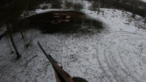 Еще не стемнело, а кабаны уже вышли! Охота на кабана с переносной вышки на подкормочной площадке.