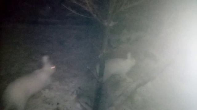 Ушастые призраки в ночи - беляк Кнопа радуется снегу