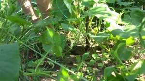 Огурец сорт Зятёк, самозапыльный сорт, выращиваем в на своей грядке, как вырастить хорошие огурцы