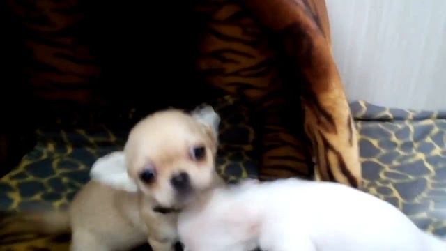 ПРОДАЮТСЯ ЩЕНКИ ЧИХУАХУА В ЭКСТРЕМАЛЬНОМ ТИПЕ смотреть онлайн