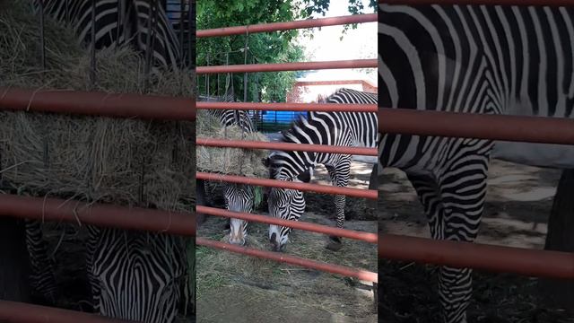 Московский зоопарк, у зебр 🦓🦓 смотреть онлайн