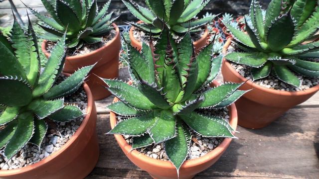 Agave horrida ssp 多肉植物圖鑑 龍舌蘭 霍利達 смотреть онлайн