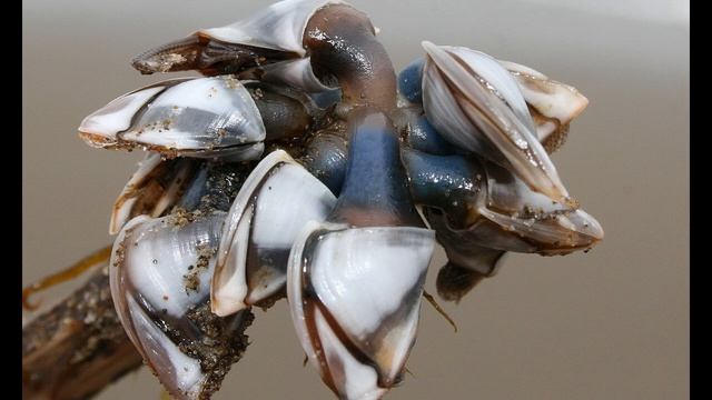 Другие максиллоподы смотреть онлайн