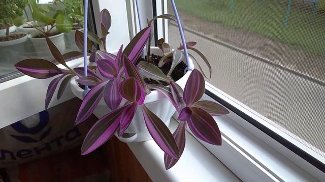 Сеткриазия Вариегатная смотреть онлайн